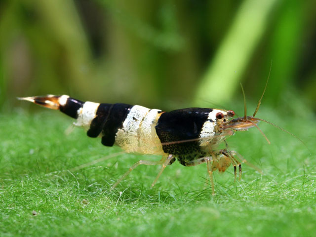 NEOCARIDINA BLACK CRYSTAL